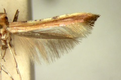 Caloptilia rhusina