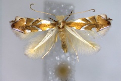 Phyllonorycter rebimbasi