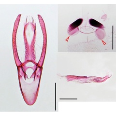 /filer/webapps/moths_gc/media/images/F/furcata_Phyllocnistis_GM_2_Cerdena_2020_129.jpg