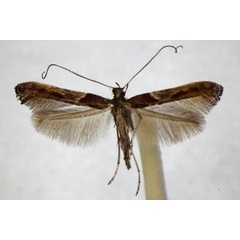 /filer/webapps/moths_gc/media/images/F/fidella_Caloptilia_A_ZSM_3.jpg