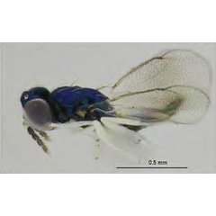 /filer/webapps/moths_gc/media/images/I/issikii_Phyllonorycter_Achrysocharoides_nagasawi_Kosheleva_et_al._2022_16.jpg