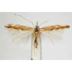 /filer/webapps/moths_gc/media/images/S/suberifoliella_Phyllonorycter_A_ZSM_3.jpg