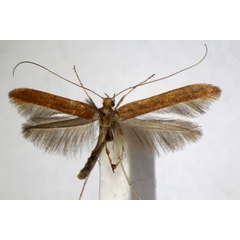 /filer/webapps/moths_gc/media/images/L/leucapennella_sulphurella_Povolnya_A_ZSM_3.jpg