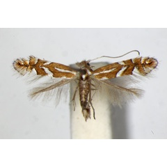 /filer/webapps/moths_gc/media/images/H/hostis_Phyllonorycter_A_ZSM.jpg