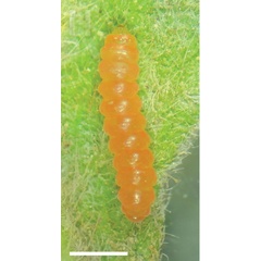 /filer/webapps/moths_gc/media/images/A/ambrosiavora_Atacamaptilia_larva7_Espinoza-Donoso-etal_2022_416.jpg