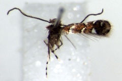 Hyloconis luki