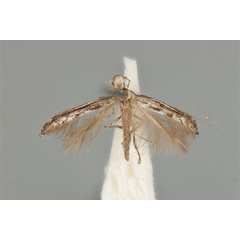 /filer/webapps/moths_gc/media/images/L/leptalea_Acrocercops_ST_ANIC31-087277_dorsal.jpg