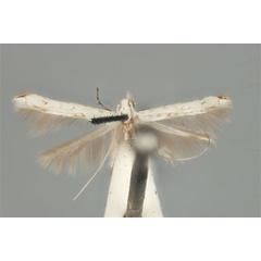 /filer/webapps/moths_gc/media/images/H/habrophanes_Cuphodes_PLT_ANIC31-053585_wing.jpg