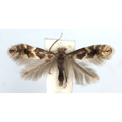 /filer/webapps/moths_gc/media/images/V/viminetorum_Phyllonorycter_A_WJDP.jpg