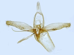 /filer/webapps/moths_gc/media/images/L/lautella_Phyllonorycter_GM_Hall.jpg