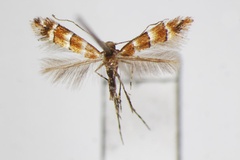 Phyllonorycter zelkovae