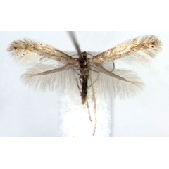 /filer/webapps/moths_gc/media/images/F/foliolosi_Phyllonorycter_A_WJDP_03.jpg