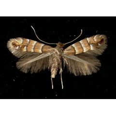 /filer/webapps/moths_gc/media/images/S/stettinensis_Phyllonorycter_A_Essen24041971_MHNG.jpg