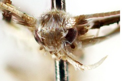 Dialectica columellina