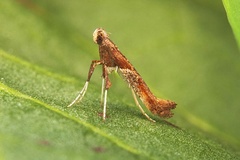 Caloptilia hemidactylella