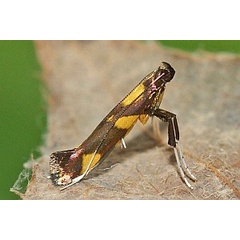 /filer/webapps/moths_gc/media/images/M/magnifica_Caloptilia_A_Deutsch_01.jpg