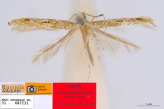 Acrocercops clisiophora