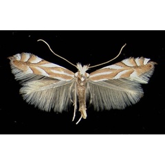 /filer/webapps/moths_gc/media/images/D/distentella_Phyllonorycter_A_Auer22021972_MHNG.jpg