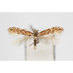 /filer/webapps/moths_gc/media/images/C/carpini_Phyllonorycter_A_ZSM.jpg