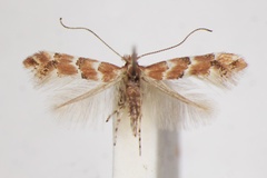 Phyllonorycter cephalariae