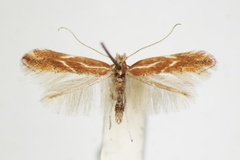Phyllonorycter corylifoliella