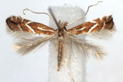 Phyllonorycter leucographella