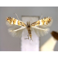 /filer/webapps/moths_gc/media/images/S/similis_Phyllonorycter_PT_EIHU.jpg
