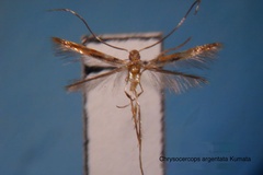 Chrysocercops argentata