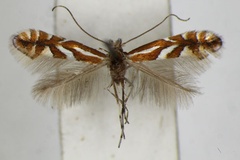 /filer/webapps/moths_gc/media/images/M/mespilella_Phyllonorycter_A_ZSM_4.jpg