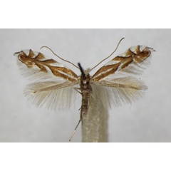 /filer/webapps/moths_gc/media/images/D/distentella_Phyllonorycter_A_ZSM_3.jpg