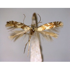 /filer/webapps/moths_gc/media/images/P/pastorella_Phyllonorycter_A_EIHU_male.jpg