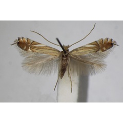 /filer/webapps/moths_gc/media/images/S/scitulella_Phyllonorycter_A_ZSM_4.jpg