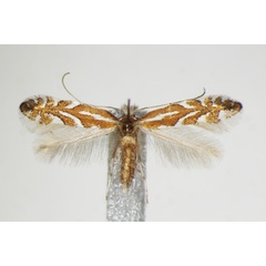 /filer/webapps/moths_gc/media/images/C/cerasinella_Phyllonorycter_A_ZSM_3.jpg