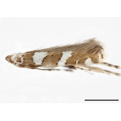 /filer/webapps/moths_gc/media/images/M/maranthaceae_Acrocercops_HT_44147_USNM.jpg