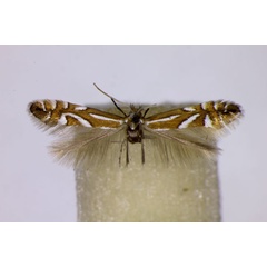 /filer/webapps/moths_gc/media/images/D/deschkai_Phyllonorycter_PT_BMNH.jpg