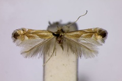 Phyllonorycter obsoleta
