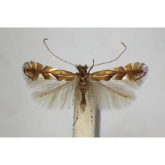 /filer/webapps/moths_gc/media/images/B/belotella_joviella_Phyllonorycter_A_ZSM_2.jpg