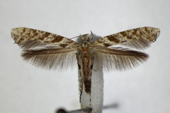 Caloptilia cuculipennella