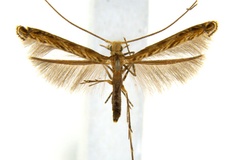 Diphtheroptila glochidia