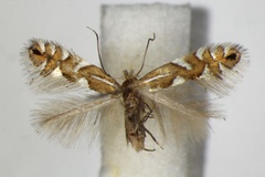 Phyllonorycter strigulatella