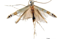 Dondavisia digitata