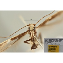 /filer/webapps/moths_gc/media/images/D/dondavisi_Caloptilia_PT_MHNG.jpg