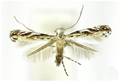 Liocrobyla desmodiella