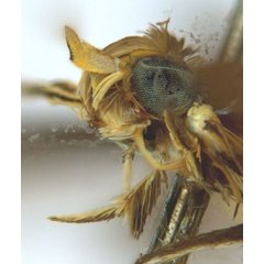 /filer/webapps/moths_gc/media/images/C/crotonella_Diphtheroptila_PT10_head2_ANIC.jpg