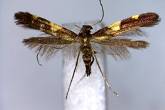Caloptilia magnifica moriokensis