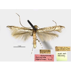 /filer/webapps/moths_gc/media/images/N/nephelodes_Epicephala_HT_ANIC.jpg