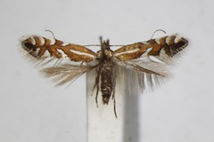 Phyllonorycter junoniella