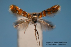 Hyloconis puerariae