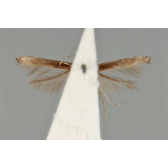 /filer/webapps/moths_gc/media/images/C/clisiophora_Acrocercops_ST_ANIC31-087232_ventral.jpg