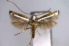 Ketapangia regulifera